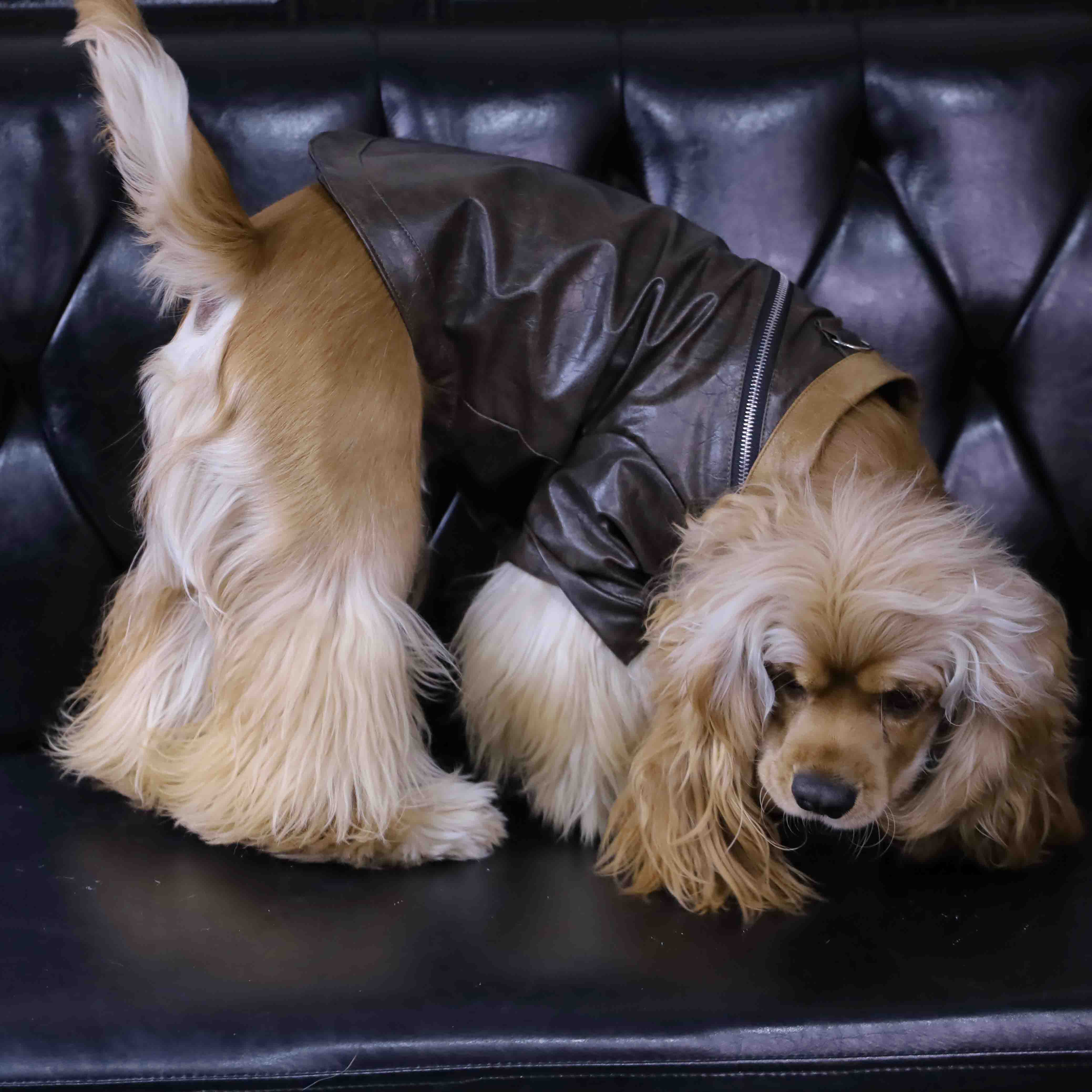PawsCube - ๐พ Luxury Custom Leather Jackets for Dogs and Cats | Waterproof Pet Fashion Clothing